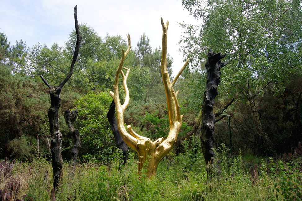 forêt de Brocéliande