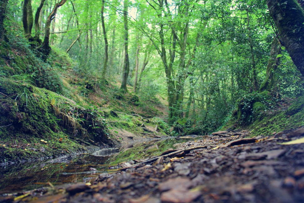 Visiter la forêt